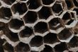 bee honeycomb