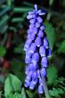 close up grape hyazinth bloom