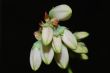 closed blooms
