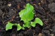 fresh green salad vitamin