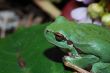 frog completely near