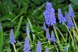 blue grape hyacinth in the spring