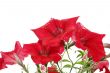 Red bright flowers after the rain. Isolated