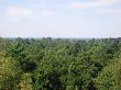 The forest near the Baltic sea