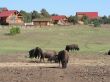 American Buffalos