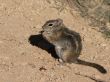 Desert Squirrel