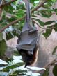 Black Bat