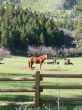 Horses in the forest