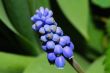 close up grape hyazinth