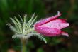 flower anemone with drops