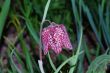 fritilaria chessboard