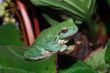 frog sitting on a leaf