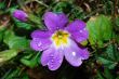 spring flower purple
