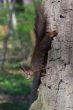 squirrel is climbing down the tree