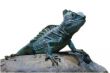 isolated iguana on stone