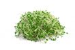 alfalfa sprouts