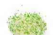 alfalfa sprouts