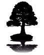 Japanese bonsai  tree  silhouette