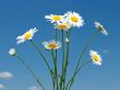 Bouquet of field daisies