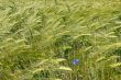 Barley field during flowering period