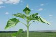 Young sunflower plant