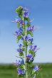 Hyssop flowering