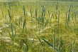 Plants of wheat over barley field