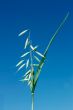 Green spike of oats