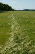 Barley field in flowering period