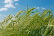 Spikes of barley