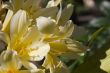 Yellow Flower