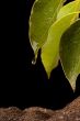 Water droplets