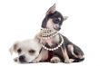 puppies chihuahuas