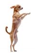 chihuahua upright
