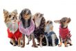 five chihuahuas
