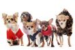 five chihuahuas