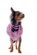 elegant chihuahua