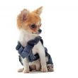 dressed chihuahua