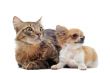 puppy chihuahua and cat