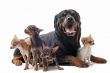 rottweiler and chihuahuas