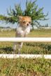 jumping  chihuahua