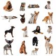 group of little dogs