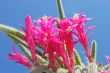Cactus flowers