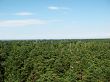 Forest of Latvia near the Baltic sea