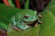 frog sitting on a leaf