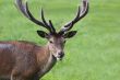 Red Deer stag 
