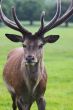 Red Deer stag