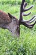 Red Deer stag 