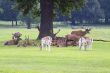 Red Deer stag  and Fallow Deer