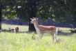 Fallow deer 